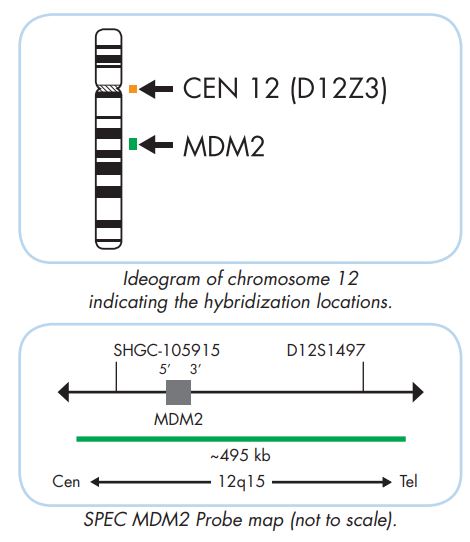 MDM2 CEN12